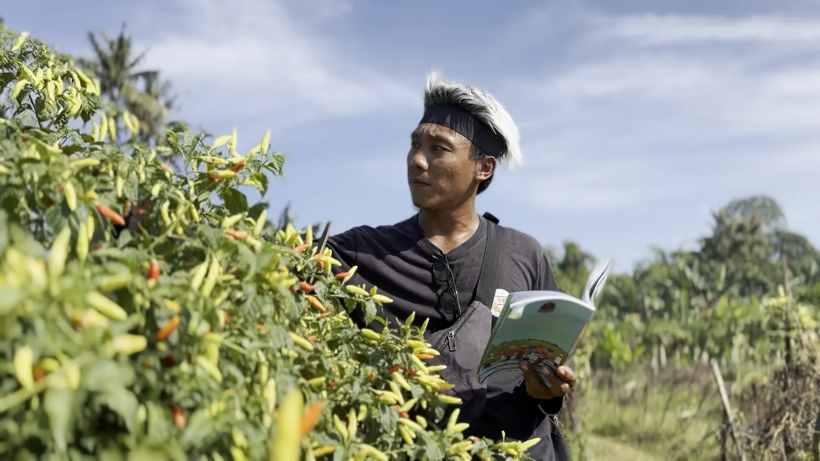 Tembus Panen Pepaya 30 Ton Per 10 Hari dan Amankan 23.000 Pohon Cabai, Om Adi Taklukkan Lahan Endemik Jember