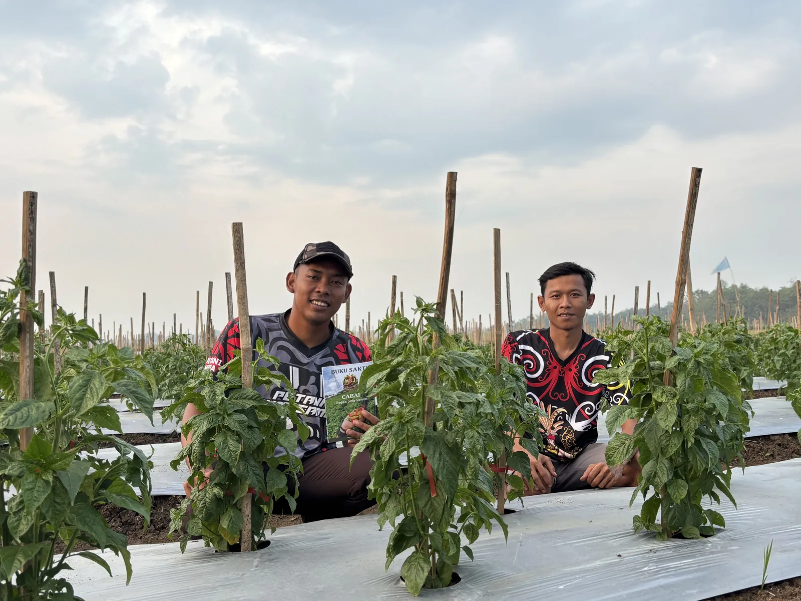 Sempat Hancur Kena Thrips, Kolaborasi Mas Ahmad & Mas Ilham Raih Juara Petani Milenial Berkat Cabai Sniper di Blora