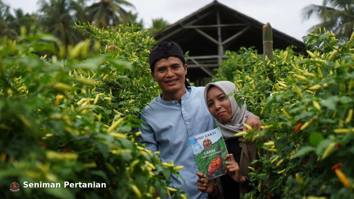 Sarjana Pertanian IPB Sukses Budidaya Cabai di Tasikmalaya Bersama Seniman Pertanian