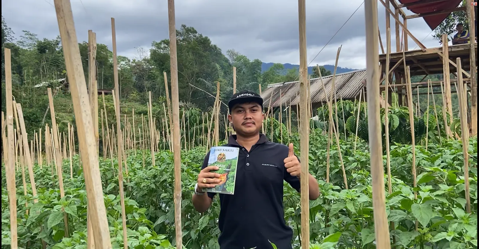 Tanpa Pupuk Dasar Kimia dan Kohe, Kang Jami Sukses Tanam 9.000 Cabai Sniper di Lahan Janda Garut