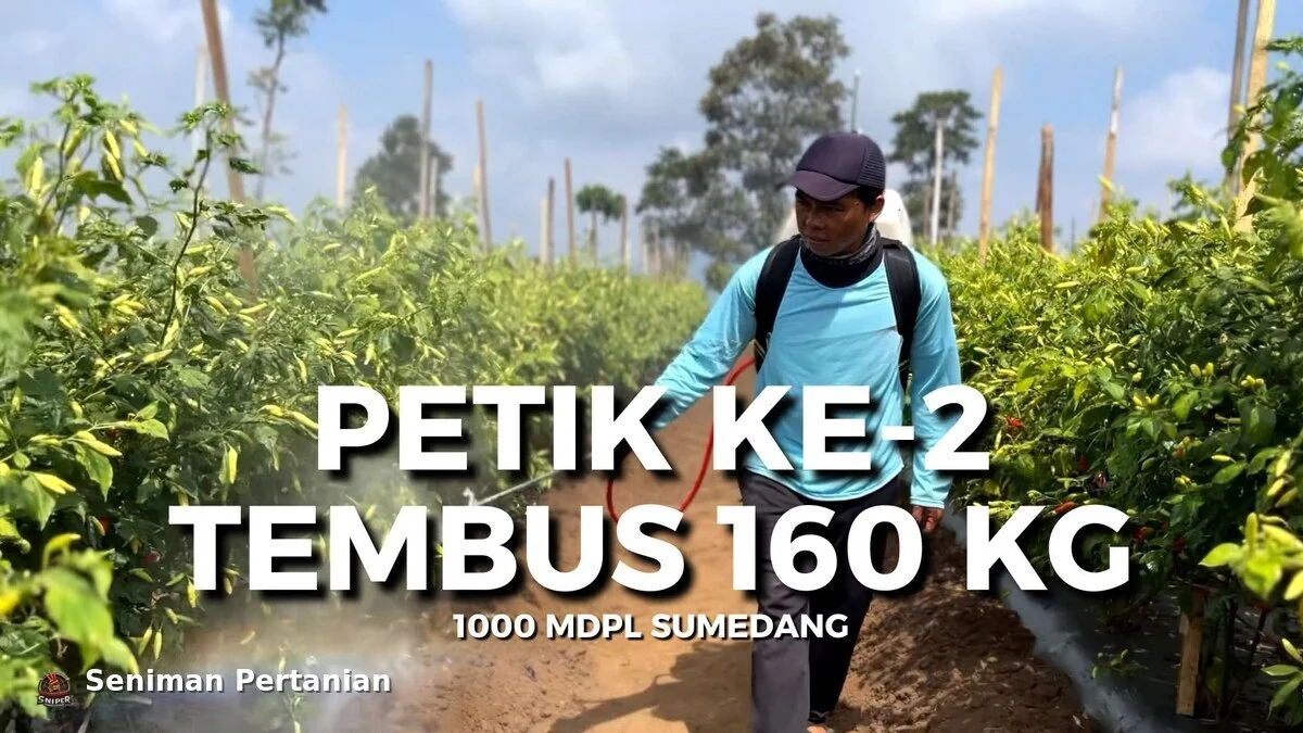 Petik Ke-2 Tembus 160 Kg: Kisah Om Totong Tanam Cabai Rawit Sniper di 1.000 MDPL Sumedang