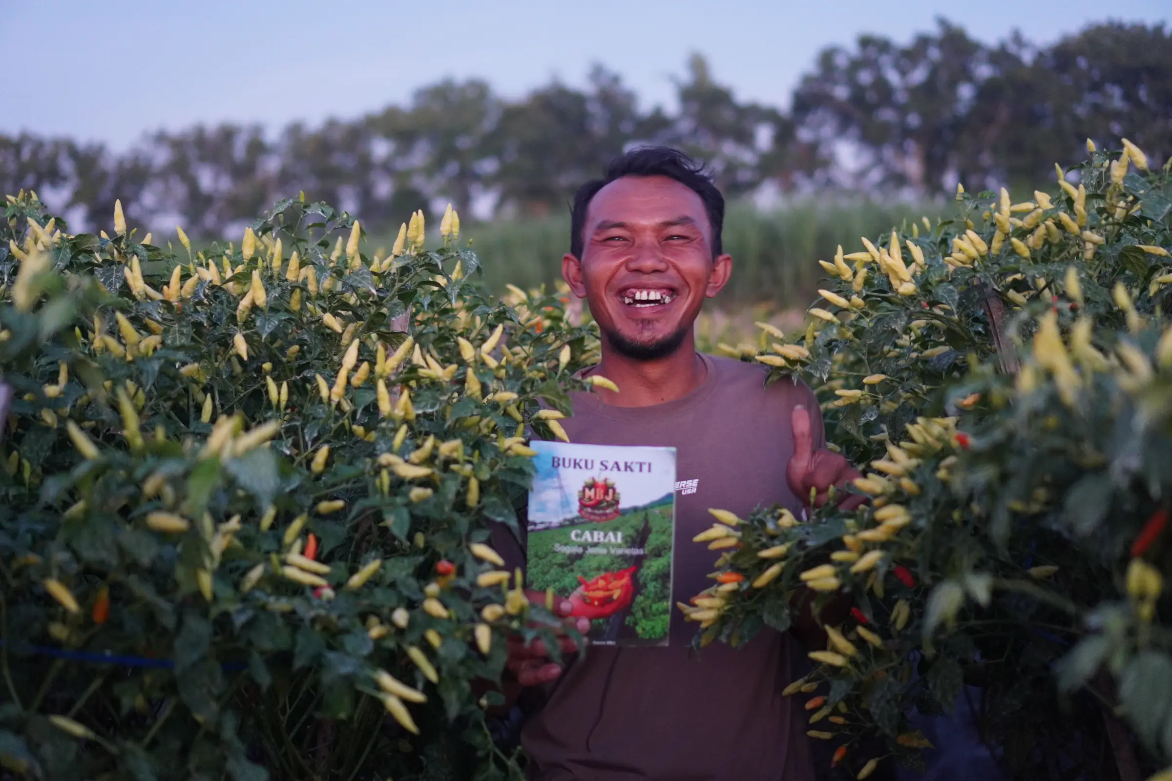 Lahan cabai komunitas Seniman Pertanian