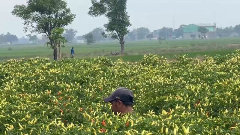 Lahan Cabai Terlebat